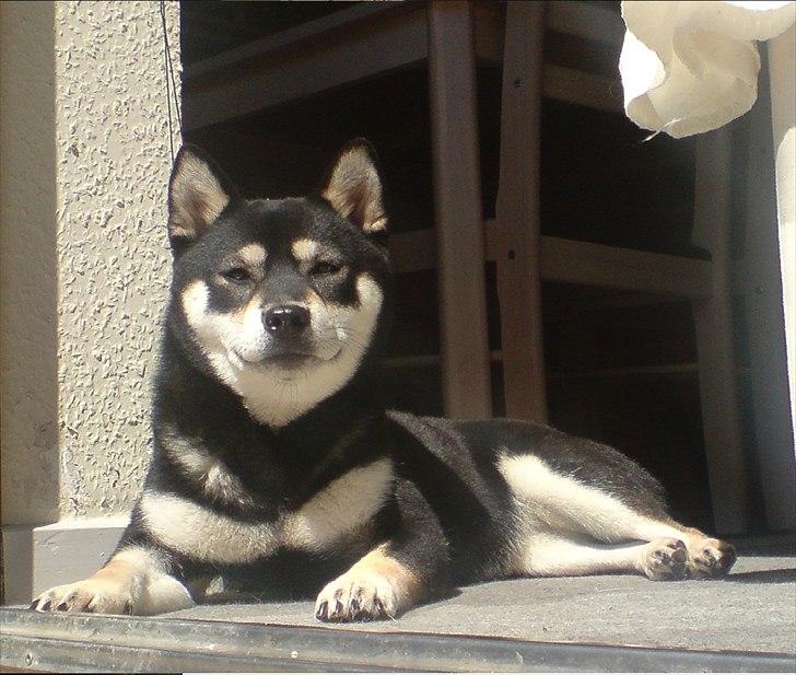 Shiba Toriyama's Aki (Akisha) billede 3