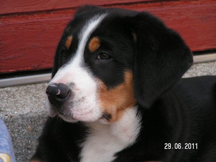 Grosser schweizer sennenhund Cleo billede 1