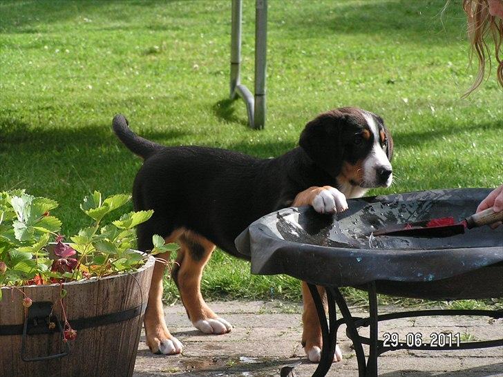 Grosser schweizer sennenhund Cleo billede 11