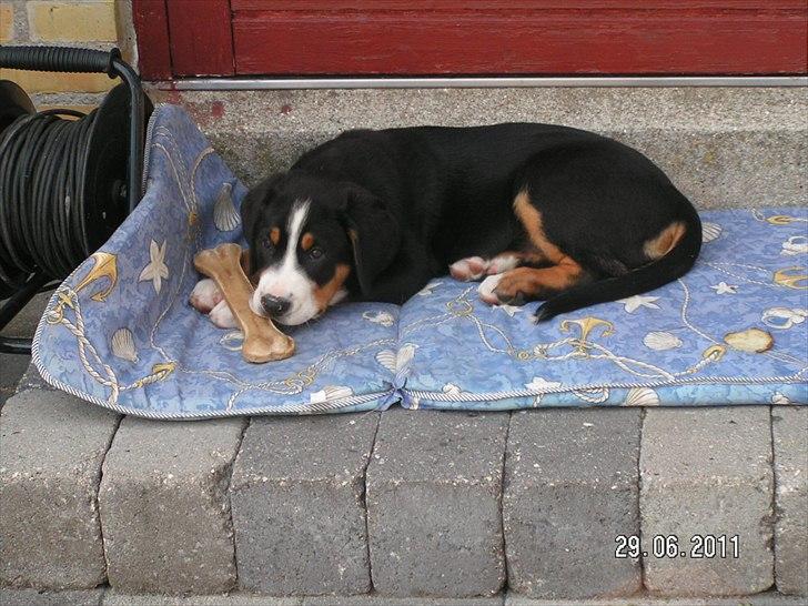 Grosser schweizer sennenhund Cleo billede 6