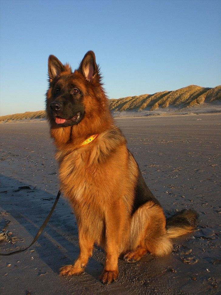 Schæferhund Sacko - Sacko ved vesterhavet. billede 1
