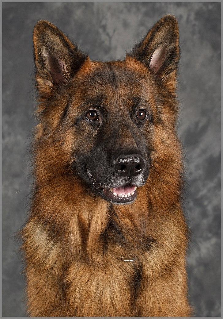 Schæferhund Sacko - Som model ved Petworld billede 2