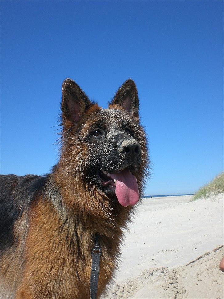 Schæferhund Sacko - Elsker stranden :) billede 3