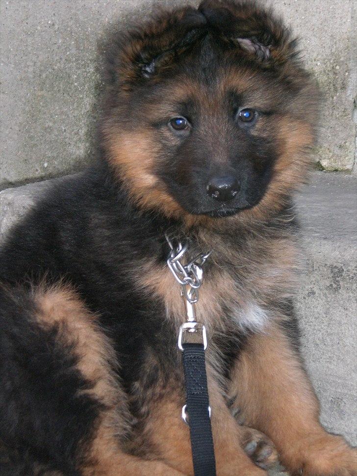 Schæferhund Sacko - Sacko 8 uger gammel. billede 4