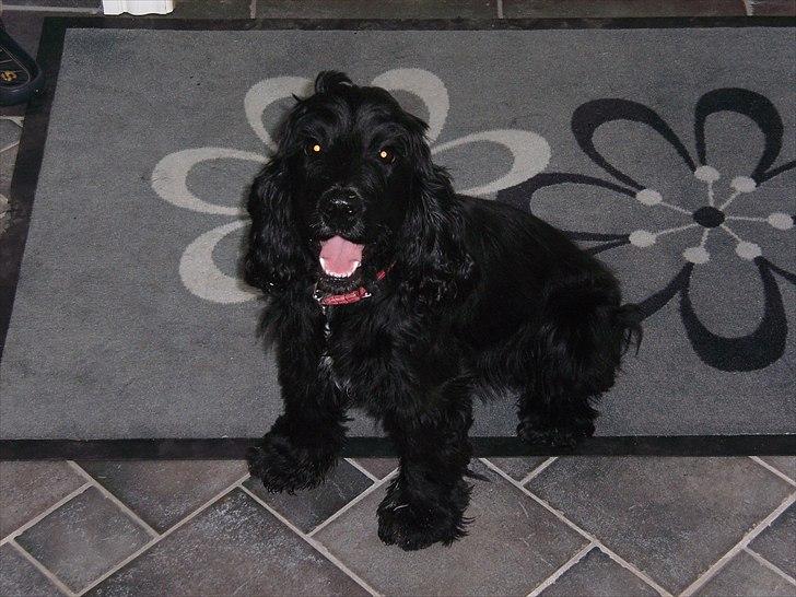 Cocker spaniel Whiskie - Whiskie billede 1