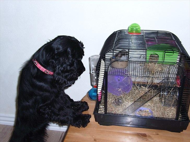 Cocker spaniel Whiskie - Whiskie er utrolig nysgerrig og holder her styr på dværghamsterne i buret. billede 2
