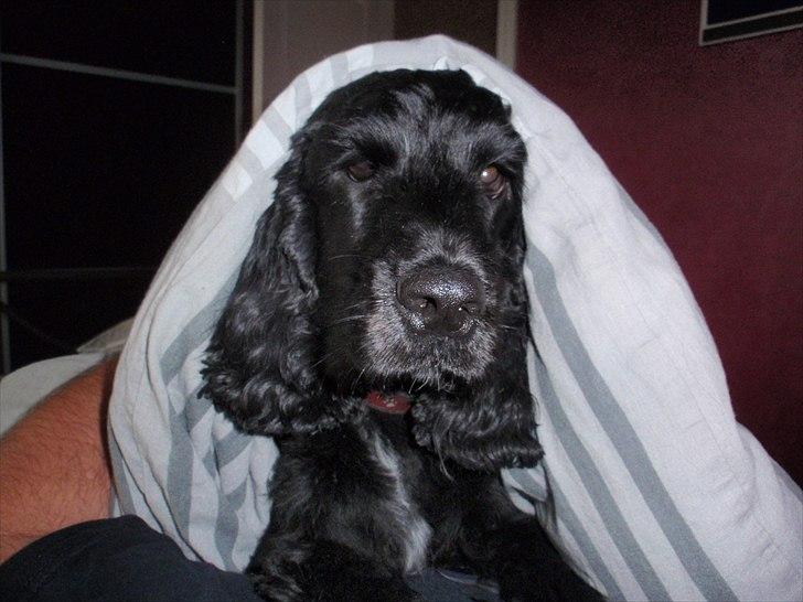 Cocker spaniel Whiskie - Eeeeelllllssskkkkeeeerrrrrr at putte billede 3