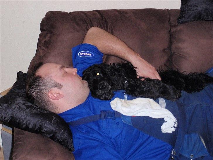 Cocker spaniel Whiskie - Putter her med farmand
 billede 4