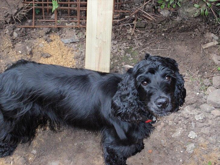 Cocker spaniel Whiskie - Smuk og dejlig billede 5