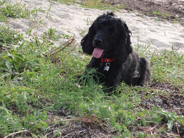 Cocker spaniel Whiskie - Hårdt at være ved vandet billede 6