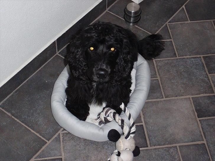 Cocker spaniel Whiskie - Er jaloux over kattens nye seng og har derfor indtaget den i protest. billede 7