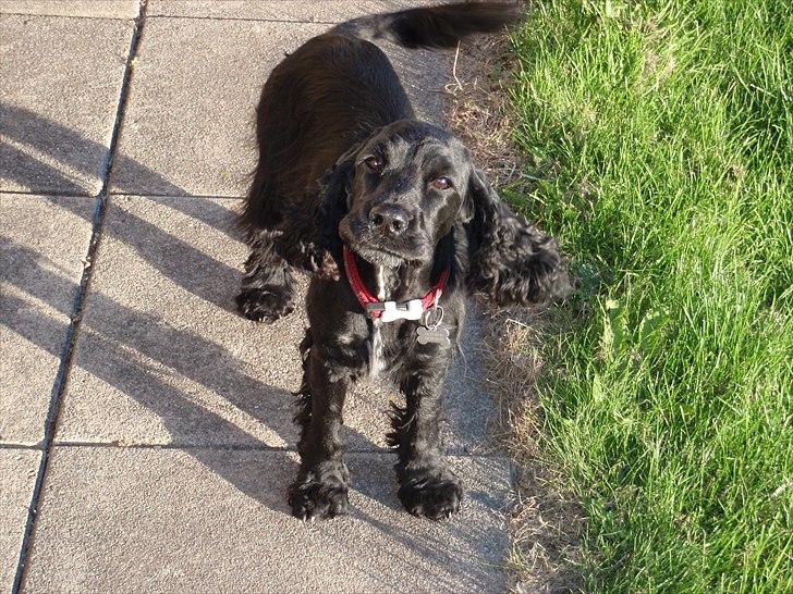 Cocker spaniel Whiskie - Nyklippet og gør af kameraet billede 8