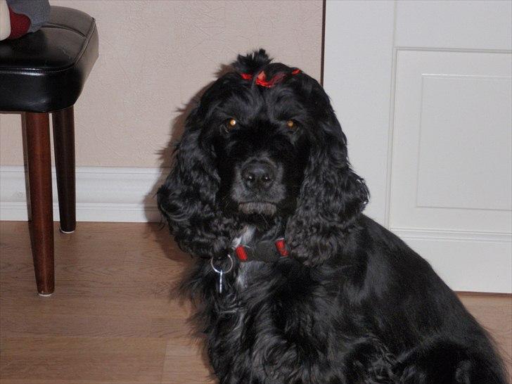 Cocker spaniel Whiskie - Juleaften og skal i byen med sløjfe i håret billede 9