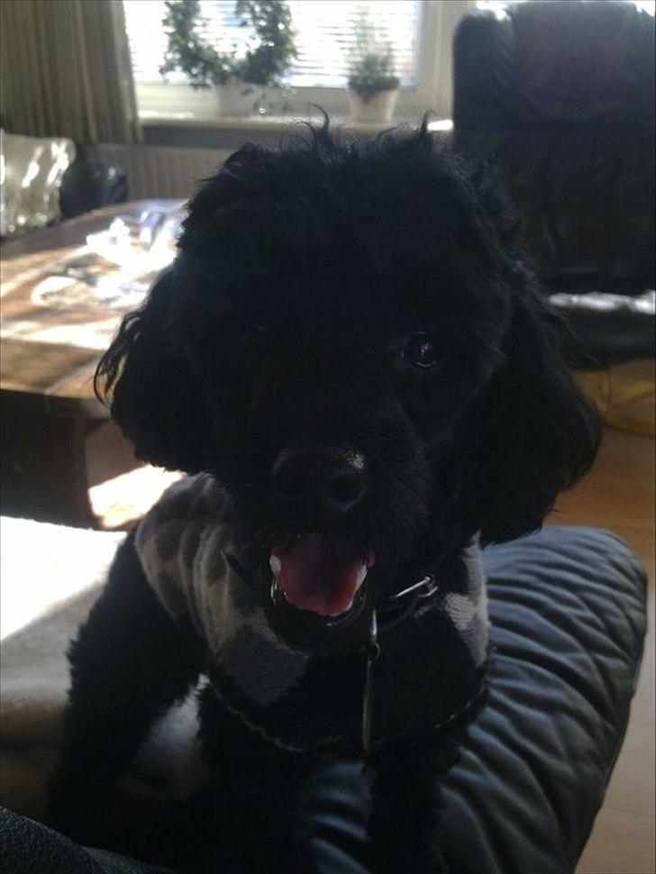 Dværgpuddel Max - iiiih ... jeg elsker bare at lege i mormors sofaer .. selvom jeg ikke må ;) billede 1