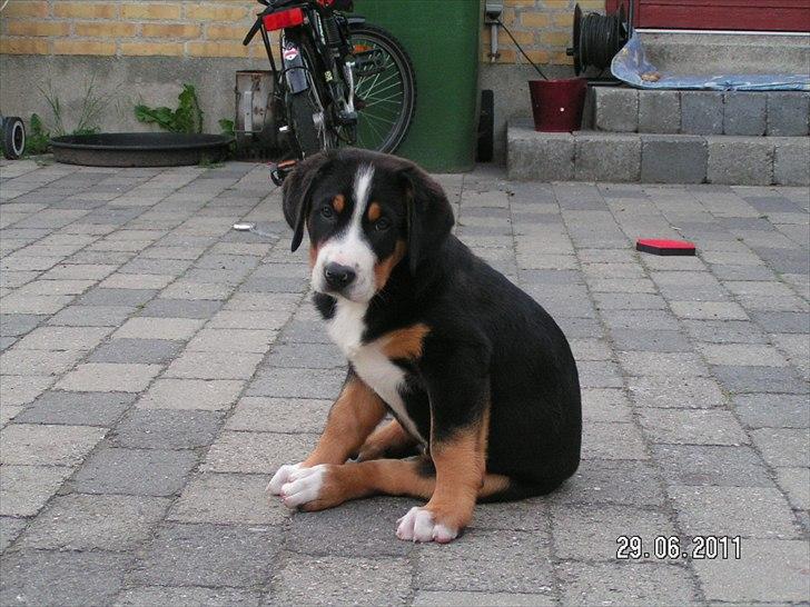 Grosser schweizer sennenhund Cleo billede 8