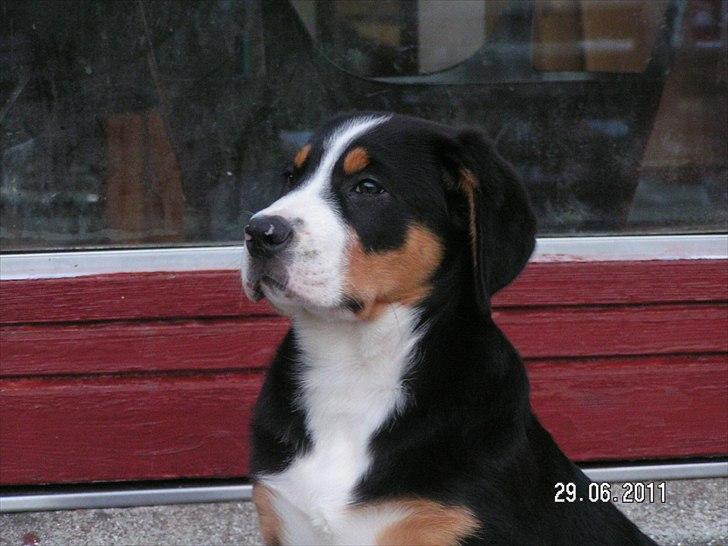 Grosser schweizer sennenhund Cleo billede 4