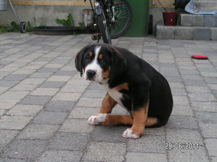 Grosser schweizer sennenhund Cleo billede 10