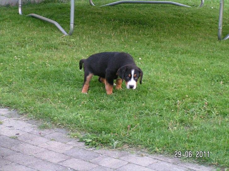 Grosser schweizer sennenhund Cleo - Jow, jeg kan da godt udenfor, men jeg vil hellere være inde !!!! billede 13