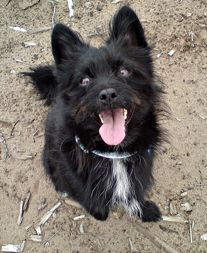 Blanding af racer Loke-emil billede 8