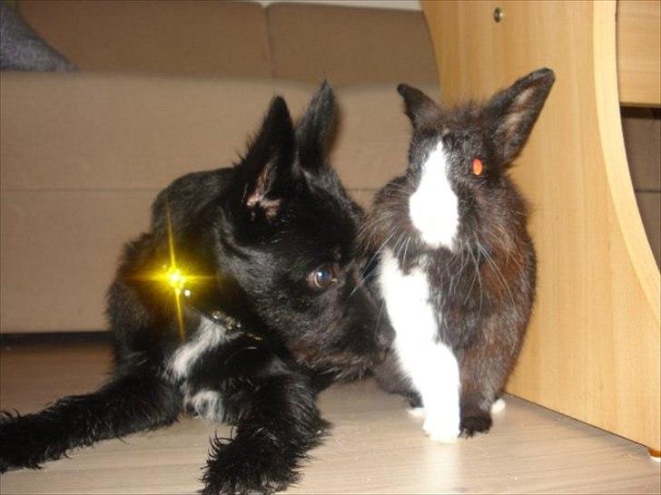 Blanding af racer Loke-emil billede 12