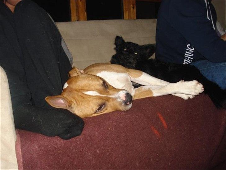 Blanding af racer Loke-emil billede 10