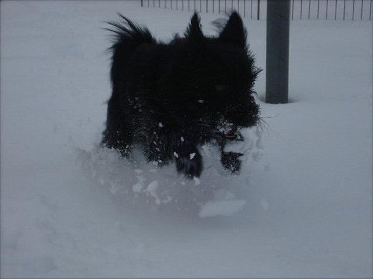 Blanding af racer Loke-emil billede 11