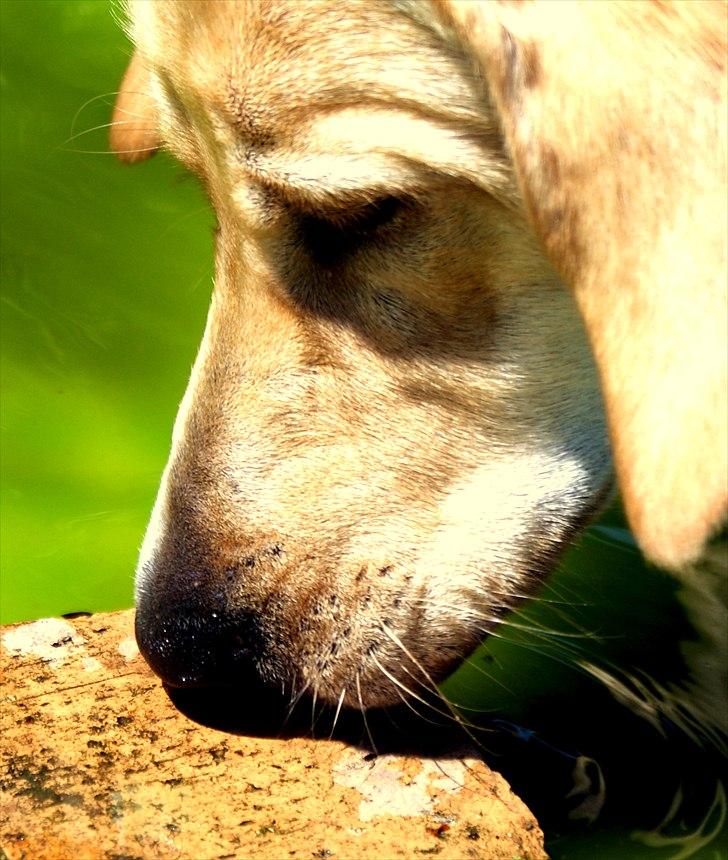 Labrador retriever Izzy - Kønne hund! (Foto: Mig, han var hjælpe motiv, fra nogle macro billeder.) billede 1