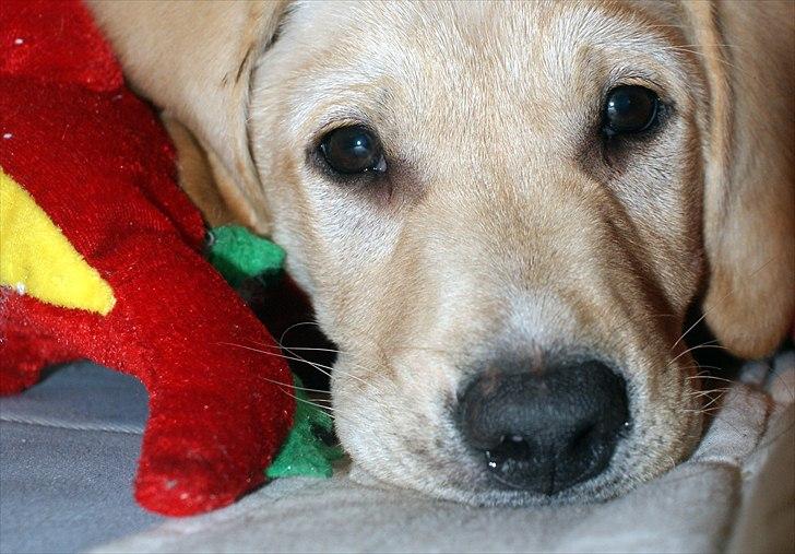 Labrador retriever Izzy - En træt Is.. (Foto: Mig.)  billede 2