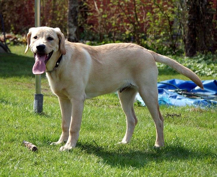 Labrador retriever Izzy - Det hård at lege (-; (Foto: Mig.) billede 3