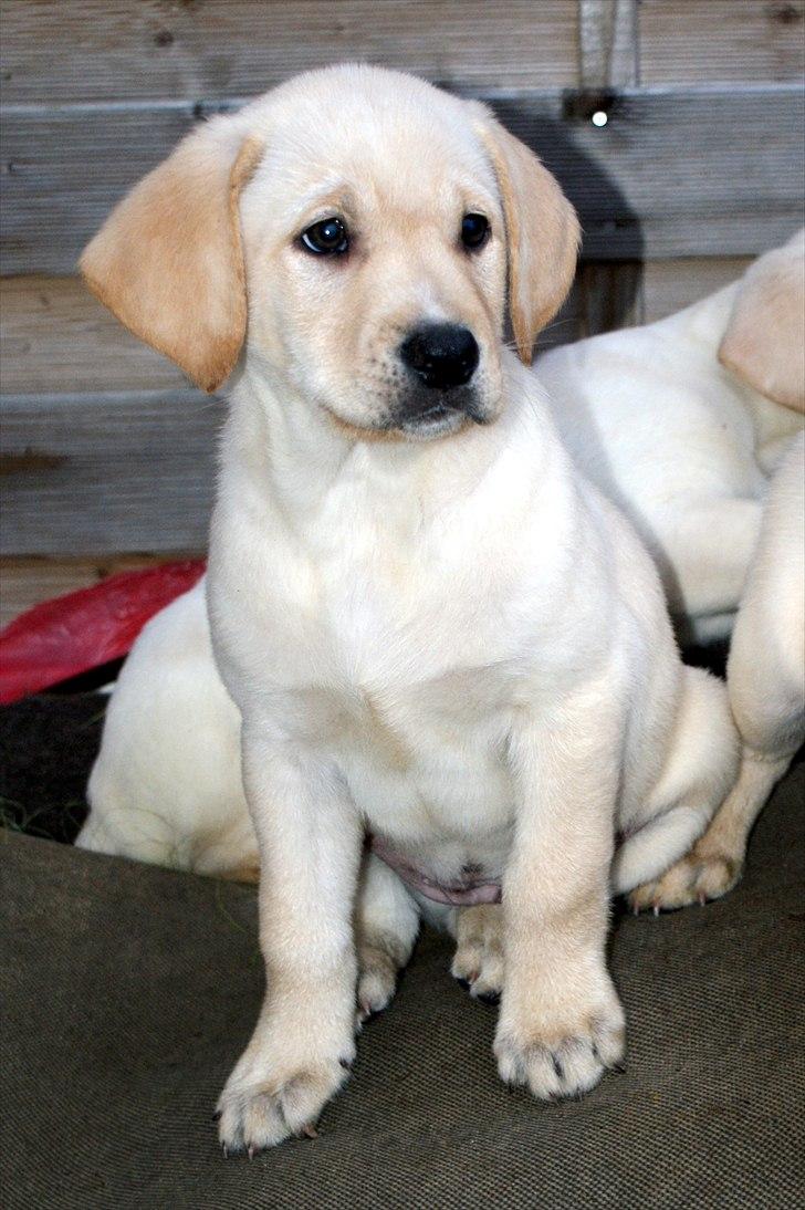 Labrador retriever Izzy - Izzy som lille hvalp. (Foto: Mig.) billede 4