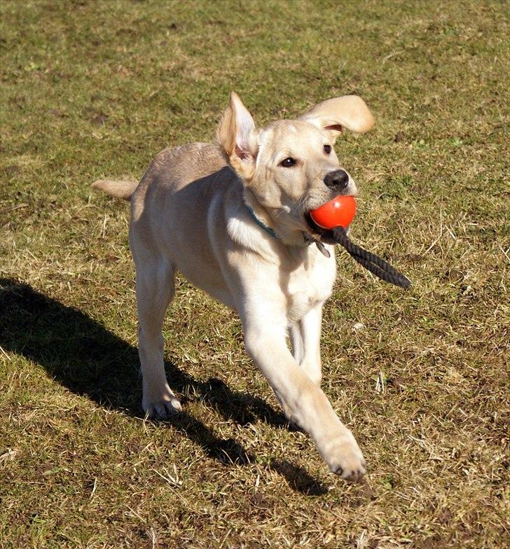 Labrador retriever Izzy - Lege, lege, lege.. (Foto: Mig.)  billede 5