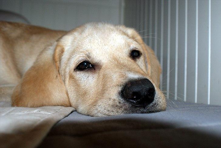 Labrador retriever Izzy - Allt for træt vovse (Foto: Mig.)
 billede 6