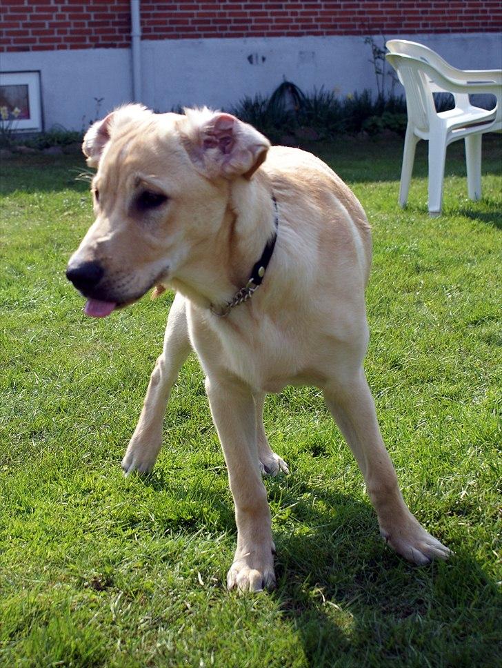 Labrador retriever Izzy - Grimme dyr.. :-) (Foto: Mig.) billede 7