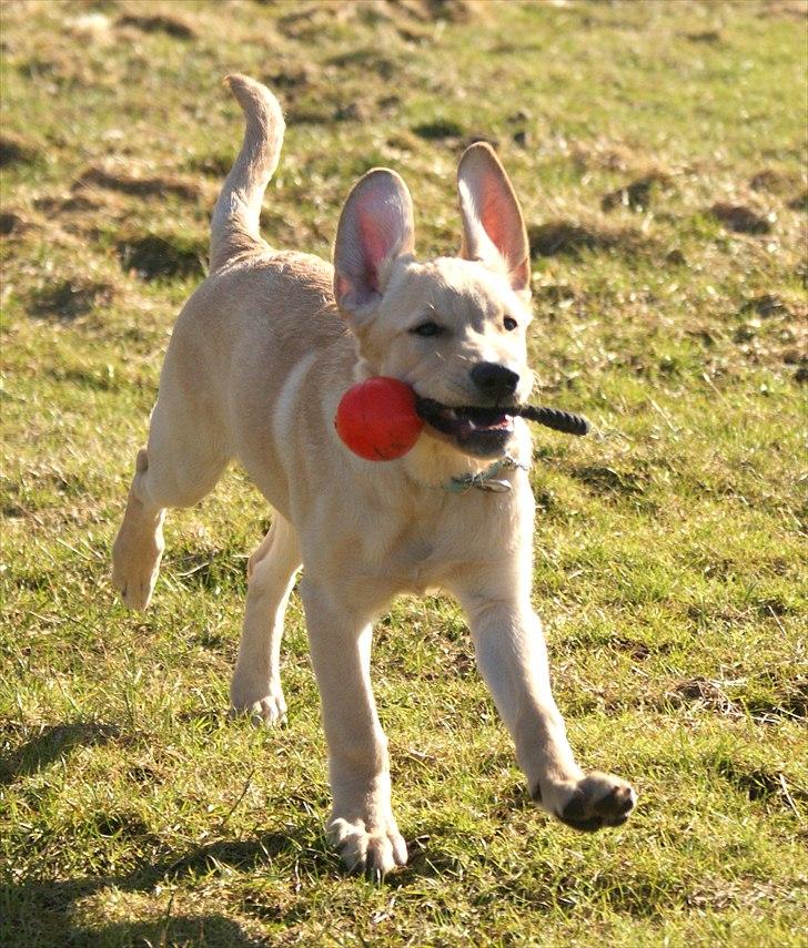Labrador retriever Izzy - Mere leg! (Foto: Mig.) billede 8