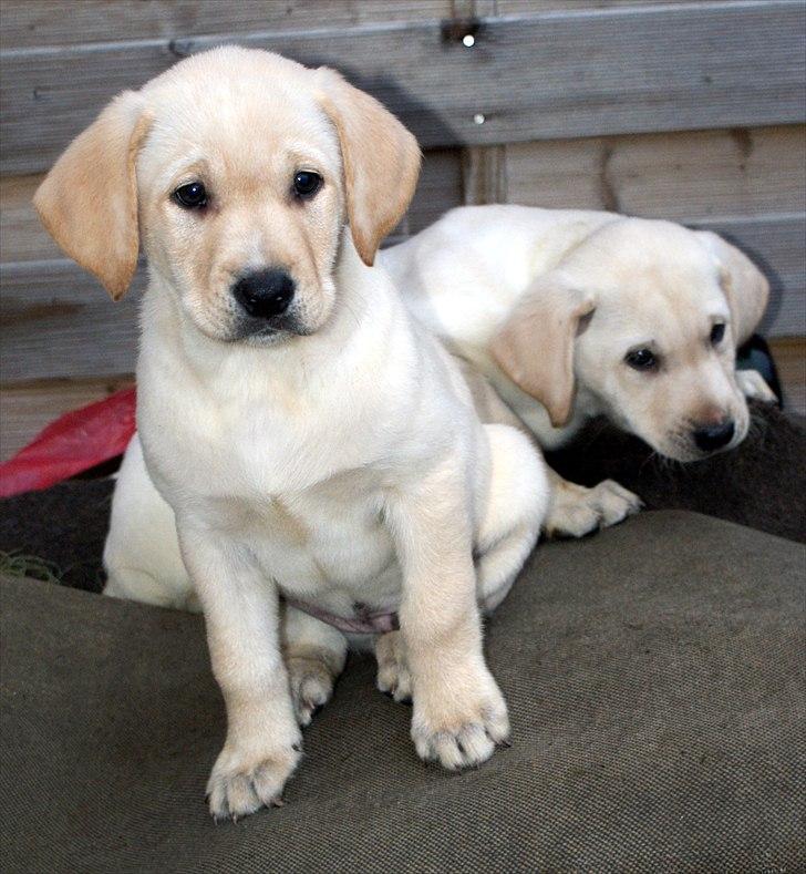 Labrador retriever Izzy - Det hård at være en lille hund. (Foto: Mig.) billede 9