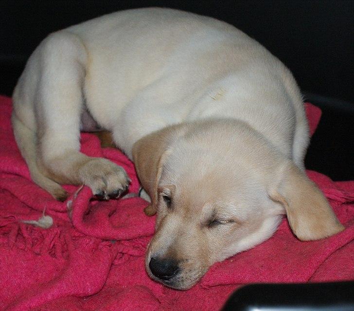 Labrador retriever Izzy - Sove, det kan vi lide. (Foto: Mig.) billede 10