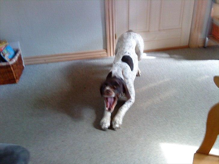 Gammel dansk hønsehund Celine - Uhh jeg spiser dig..! :) billede 10