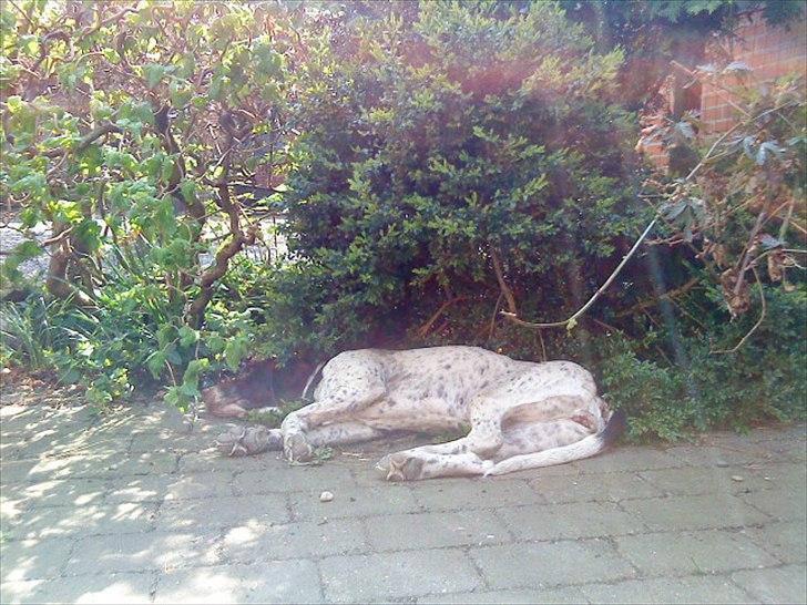 Gammel dansk hønsehund Celine - Uhh, sommer! :) billede 11