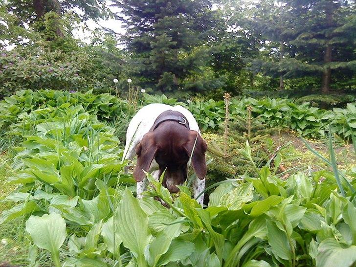 Gammel dansk hønsehund Celine billede 1