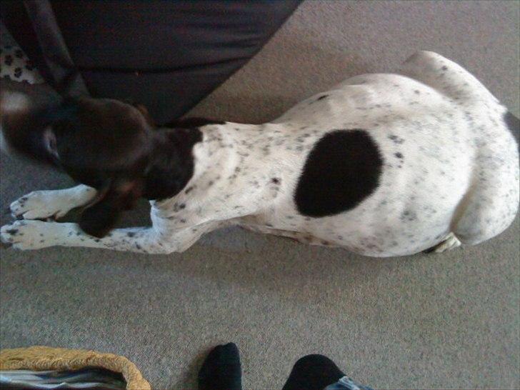 Gammel dansk hønsehund Celine - Det var dengang celine snart skulle have hvlape:-) billede 13