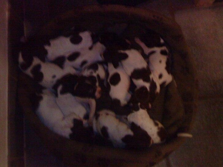 Gammel dansk hønsehund Celine billede 14