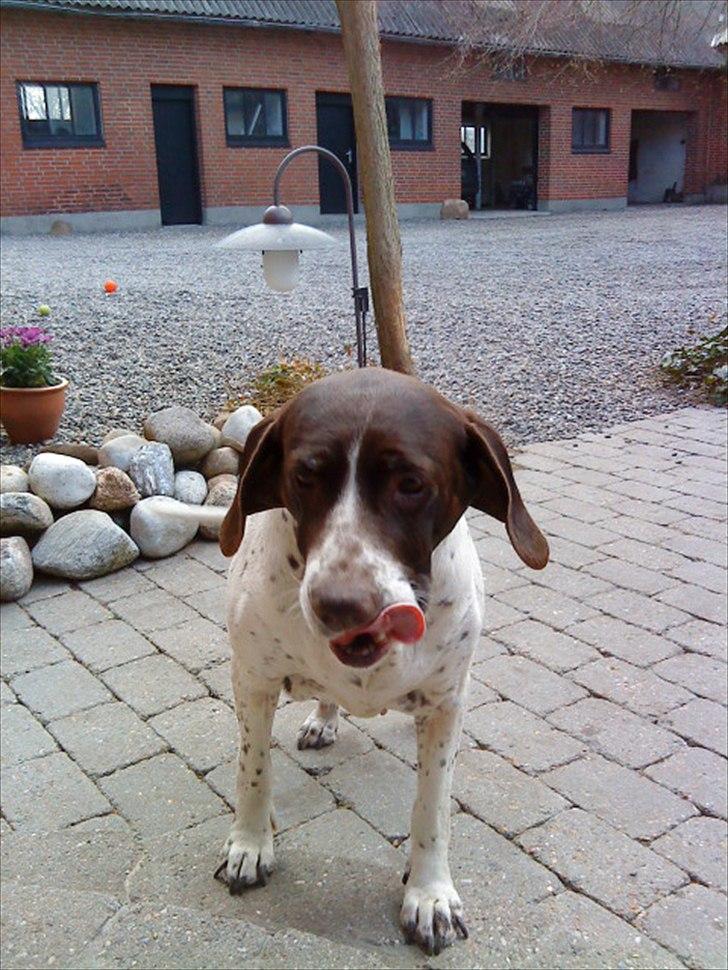 Gammel dansk hønsehund Enya R.I.P - Enya <3 billede 2