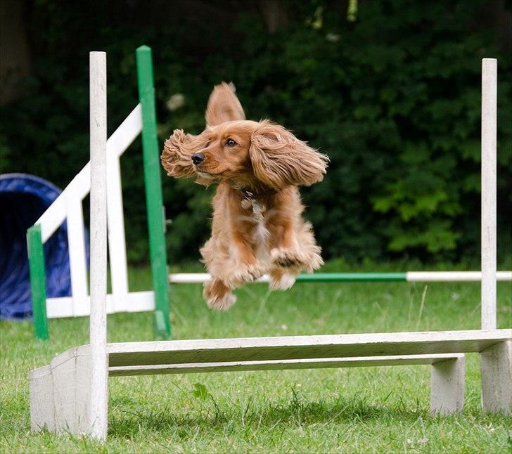 Blanding af racer (Cocker/Cavalier) Holly. billede 13