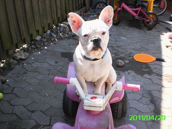 Fransk bulldog Punto - Mig på min seje atv billede 1