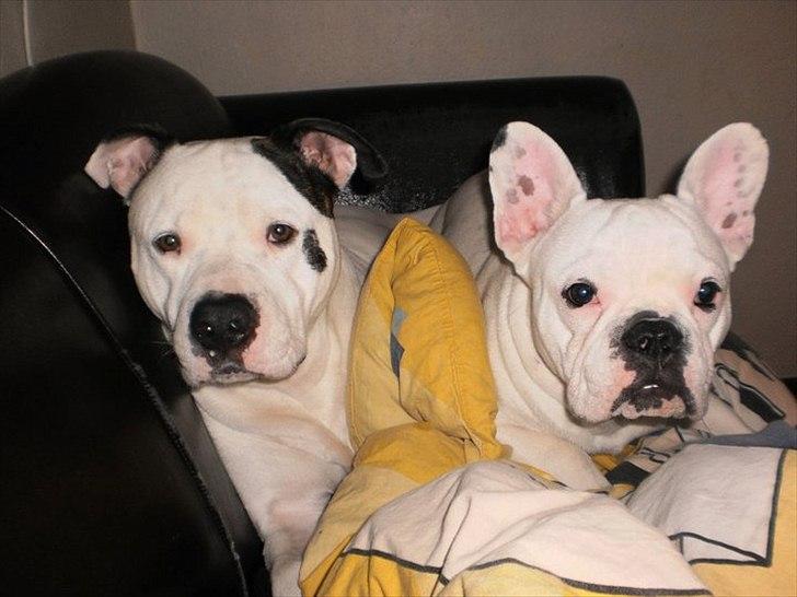 Fransk bulldog Punto -  Berta og mig hygger i sofaen billede 2