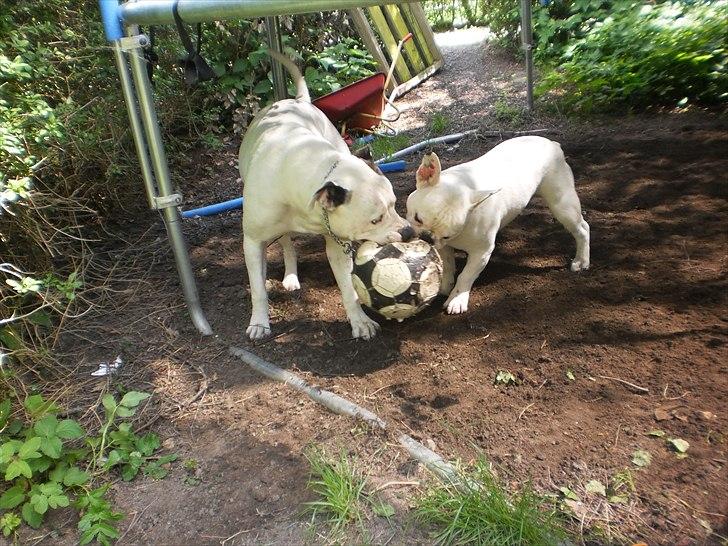 Fransk bulldog Punto - Berta og mig leger med bold billede 3