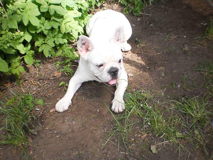 Fransk bulldog Punto billede 4