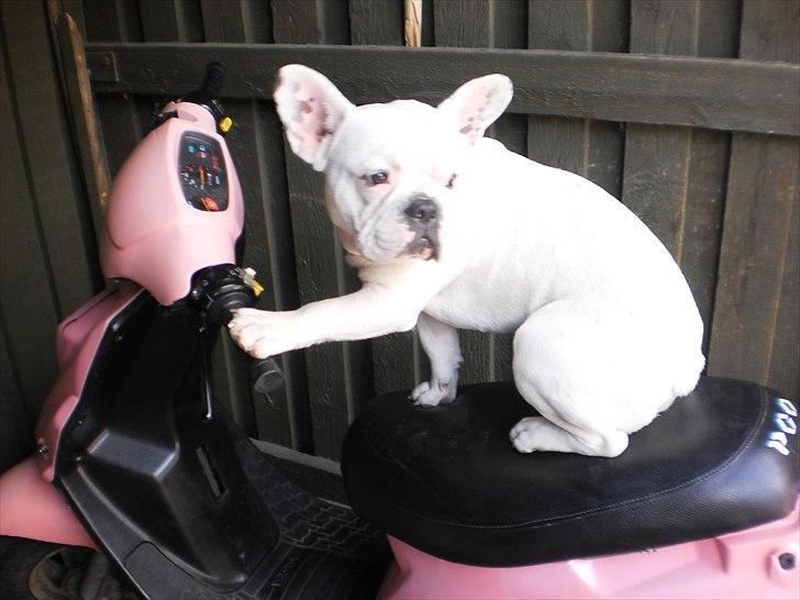 Fransk bulldog Punto - mig på hotten billede 5