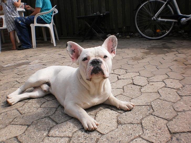 Fransk bulldog Punto billede 6