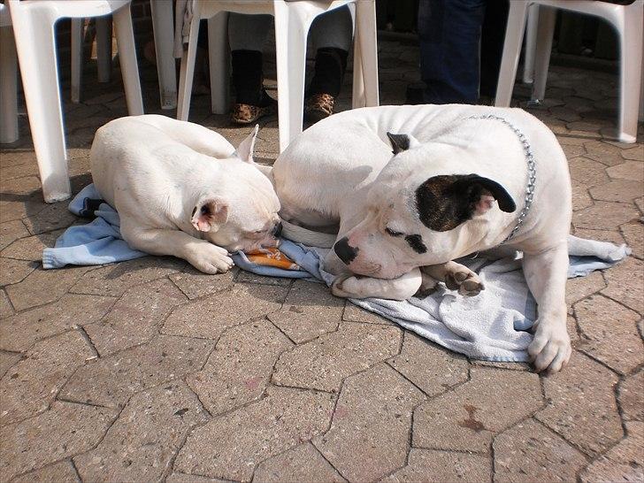 Fransk bulldog Punto billede 7